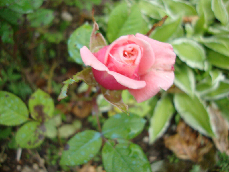 DSC06359