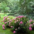 Massif d'hortensias ombragé