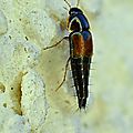  Tachyporus hypnorum • Famille des Staphylinidae