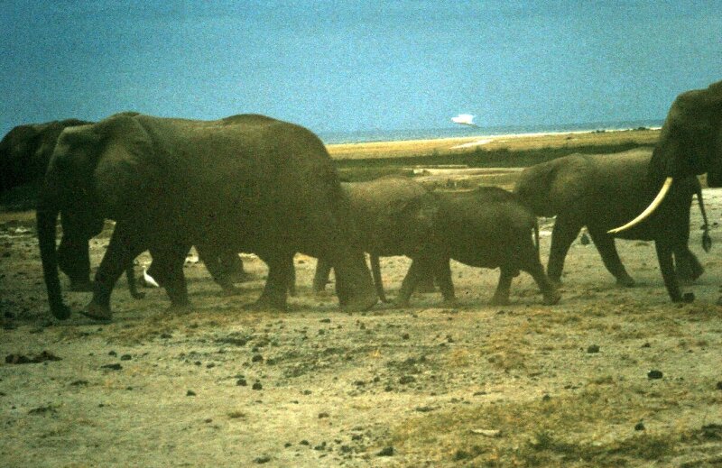 amboseli elephants troupeaux rr