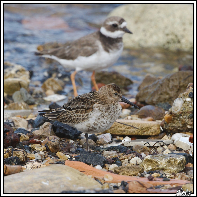 Bécasseau variable, sur fond de Grand Gravelot