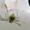 Araignée crabe • Thomise misumena vatia • Thomisidae
