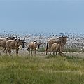P1130914
