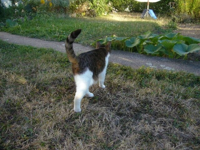 Chat En Mouvement Photoloire