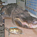 L'alligator du jardin d'essai-jacqueline