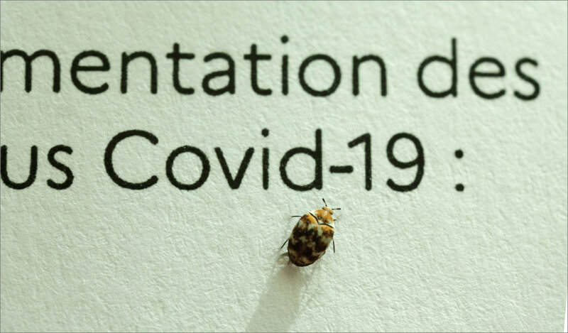 Insecte sur papier dérog coronavirus 240320 4 ym