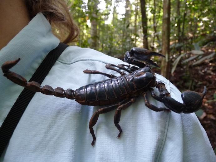 Un Bebe Scorpion Photo De 18 Khao Yai Parc National Nos Peregrinations Asiatiques