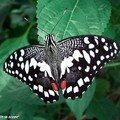 Papilio demoleus • Papilionidae • Philippines