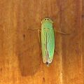 Cicadelle verte • Cicadella Veridis • Famille des Jassideae