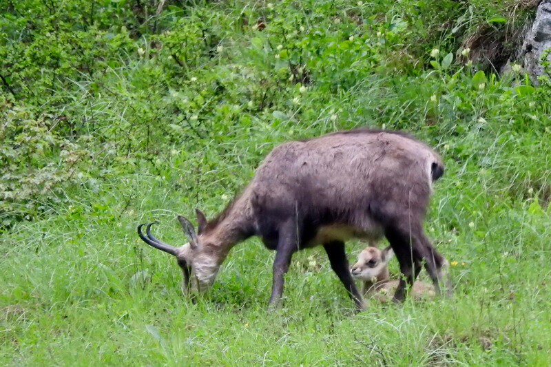 Premier Bebe Chamois Que Je Vois Cette Annee Pas2loup Du Vercors