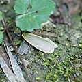Lithosie grise (Eileima griseola)