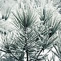 Cristaux de givre - suite - 