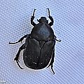 Cétoine noire • Protaetia (Netocia) morio • Cetoniidae