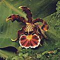 Tiffany flora, orchid brooch, 1889-90