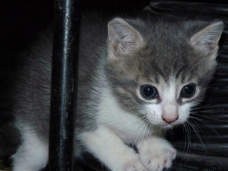 09 10 13 Le Petit Chaton Gris Et Blanc Photo De O Chiens Et Chats La Haute Loire Dans Tous Ses Domaines Photos Du Plateau Annee 09 Realise Par Cyril Treveys