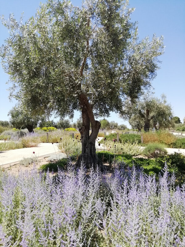 parc olivier et lavande