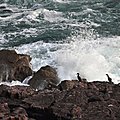 Air marin et cormorans