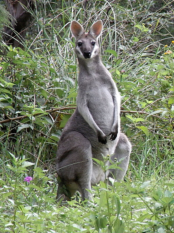 800px-Whiptail_Wallaby_Front