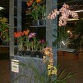 Orchiflore 2008 - Hall des expositions Parc floral de la Source à Orléans