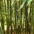 Bambouseraie du Parc