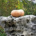 Courges d'abondance