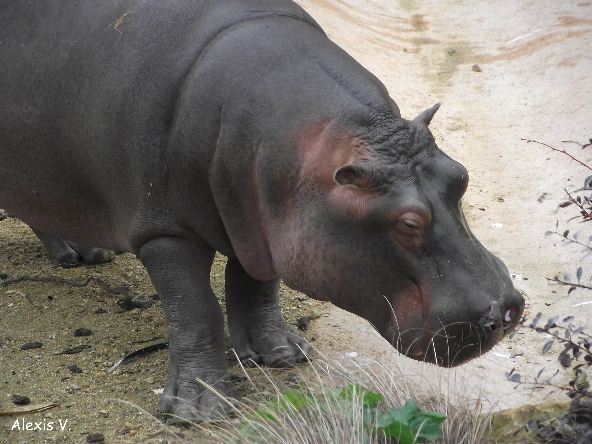 L Hippopotame Amphibie Zootographe Blog Non Officiel Du Zooparc De Beauval