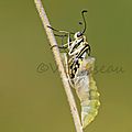 machaon004-1bv