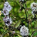 Menthe insulaire • Mentha suaveolens subsp insularis