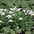 Leurs petites fleurs doubles blanches bravent les frimas...