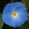 W) Mon jardin, été 2009