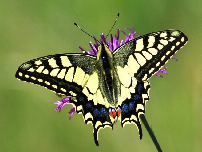 le-machaon-papillon-photographie-par-christophe-et-partage-s_3758837