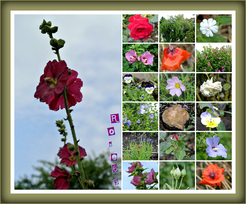 En ce 6 juillet matin douceur 2018 Rose63