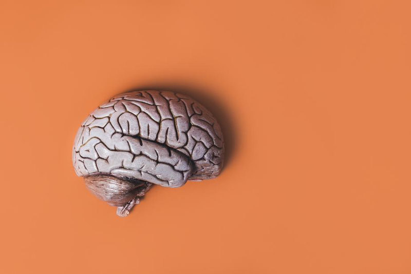 model-brain-on-orange