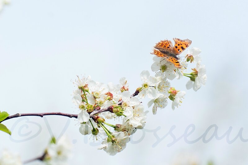 papillon-cerisier14-01