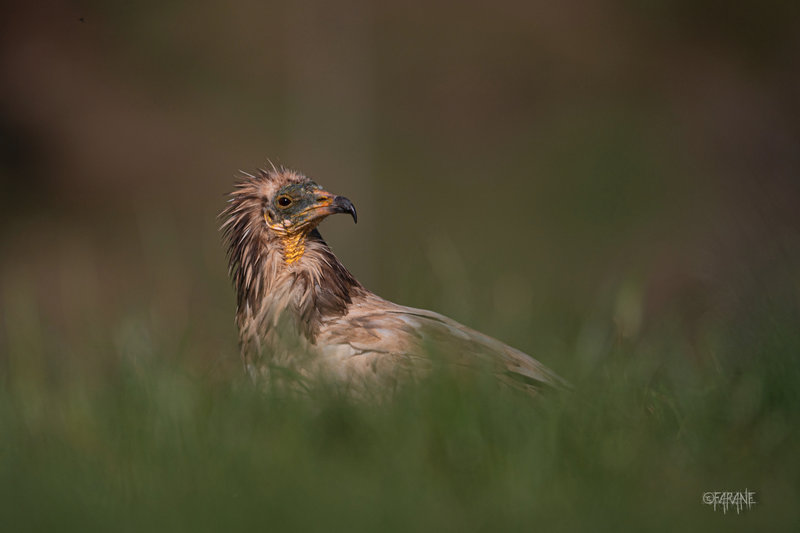 Vautour percnoptère juvénile