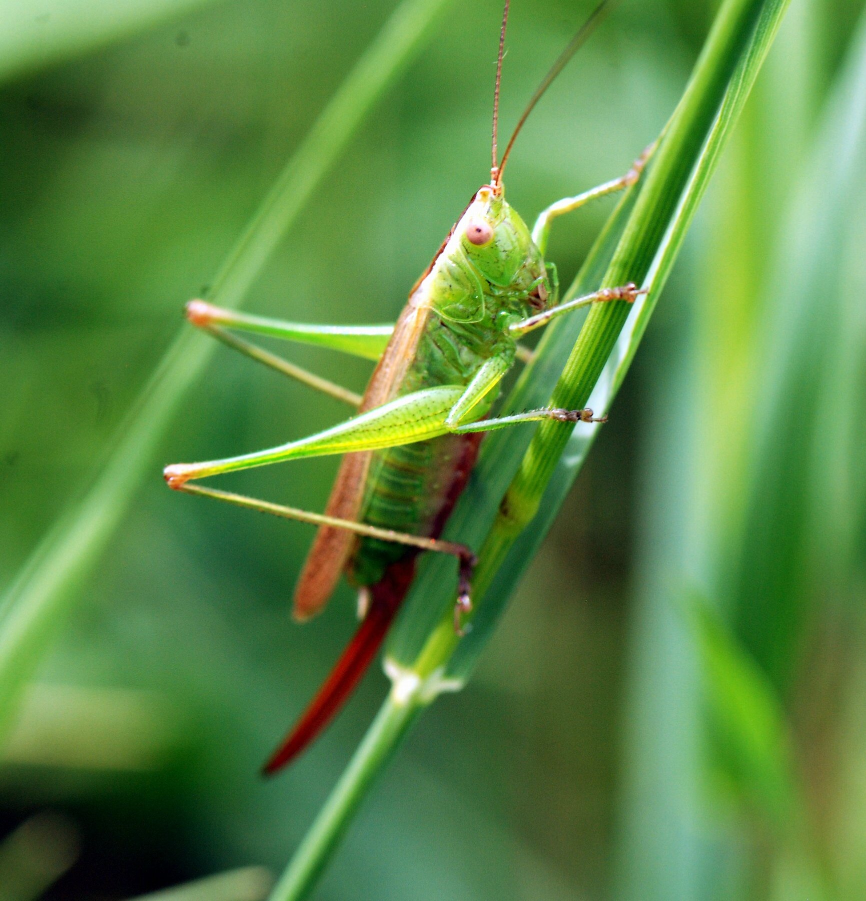 Conocephalus fuscus (F) - Le Conocéphale bigarré