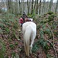 Balade à cheval dans la forêt P1080290