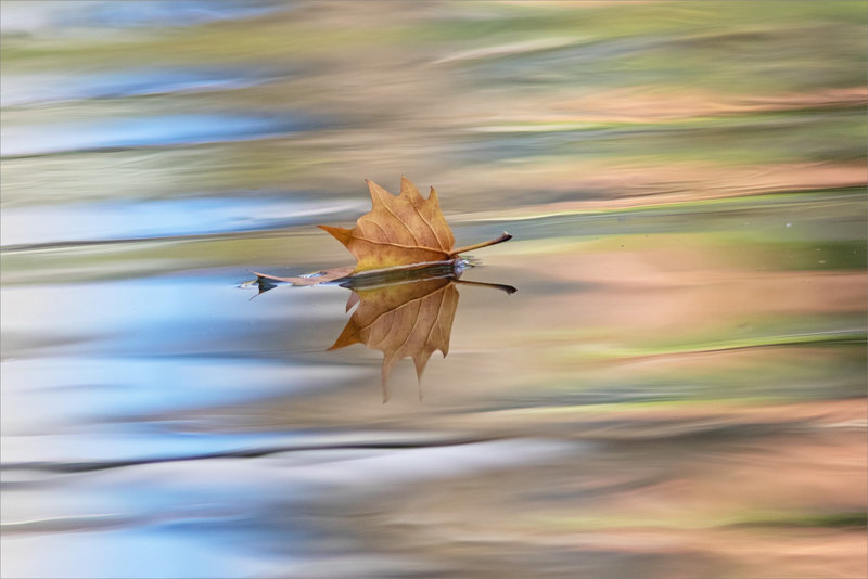 Feuille flotte reflet 210921 ym 10