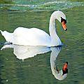 Cygne tuberulé, Cygnus olor