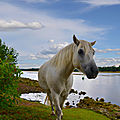Chevaux de la loire