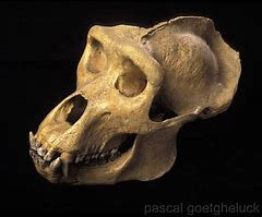 crâne de gorille