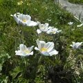 pulsatilla-alpina-68