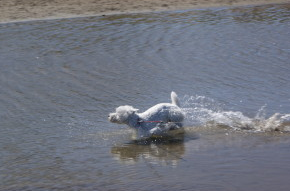 westievacances2