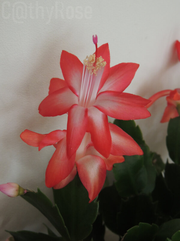 DSCN3182