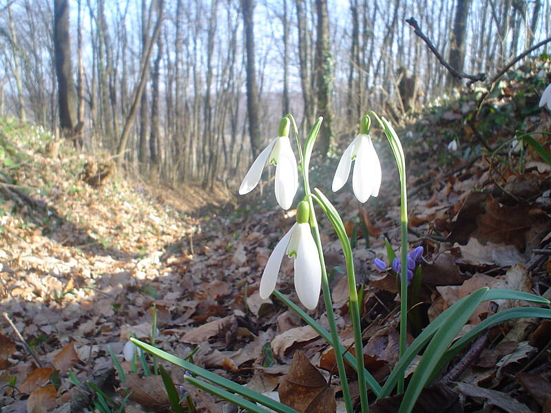 Photo-Galantus-Nivalis
