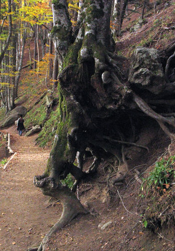 racines des arbres du lac pavin