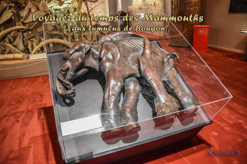 Voyagez au temps des Mammouths aux Tumulus de Bougon (2)