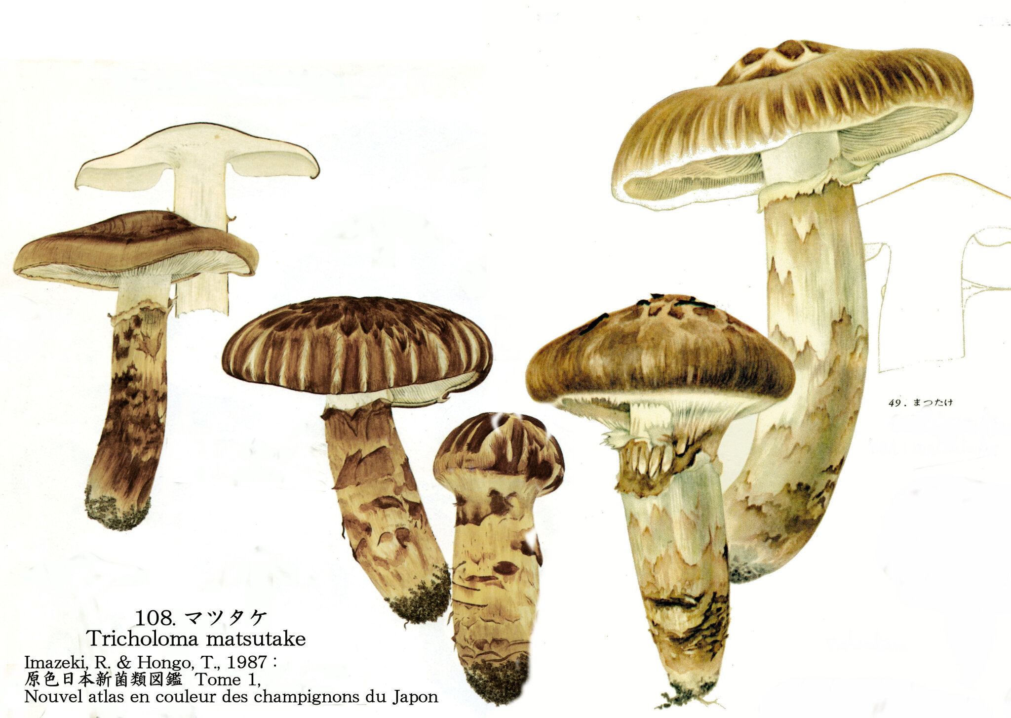 Tricholoma Matsutake 松茸 ﾏｯﾀｹ Ki No Ko Fungi