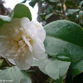 Camellia X Willamsii 'Donation'