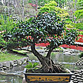 BonsaïBanyan • Ficus retusa (sous réserve)